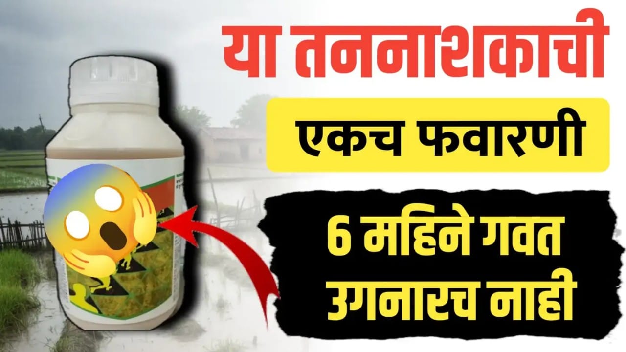 Alion Plus herbicide