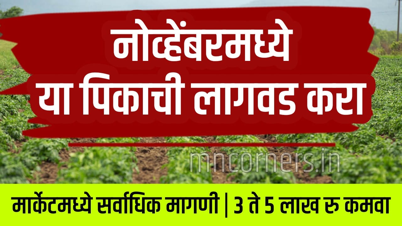 Green Chilli Farming Profit